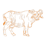 Pure A2 Buffalo Ghee